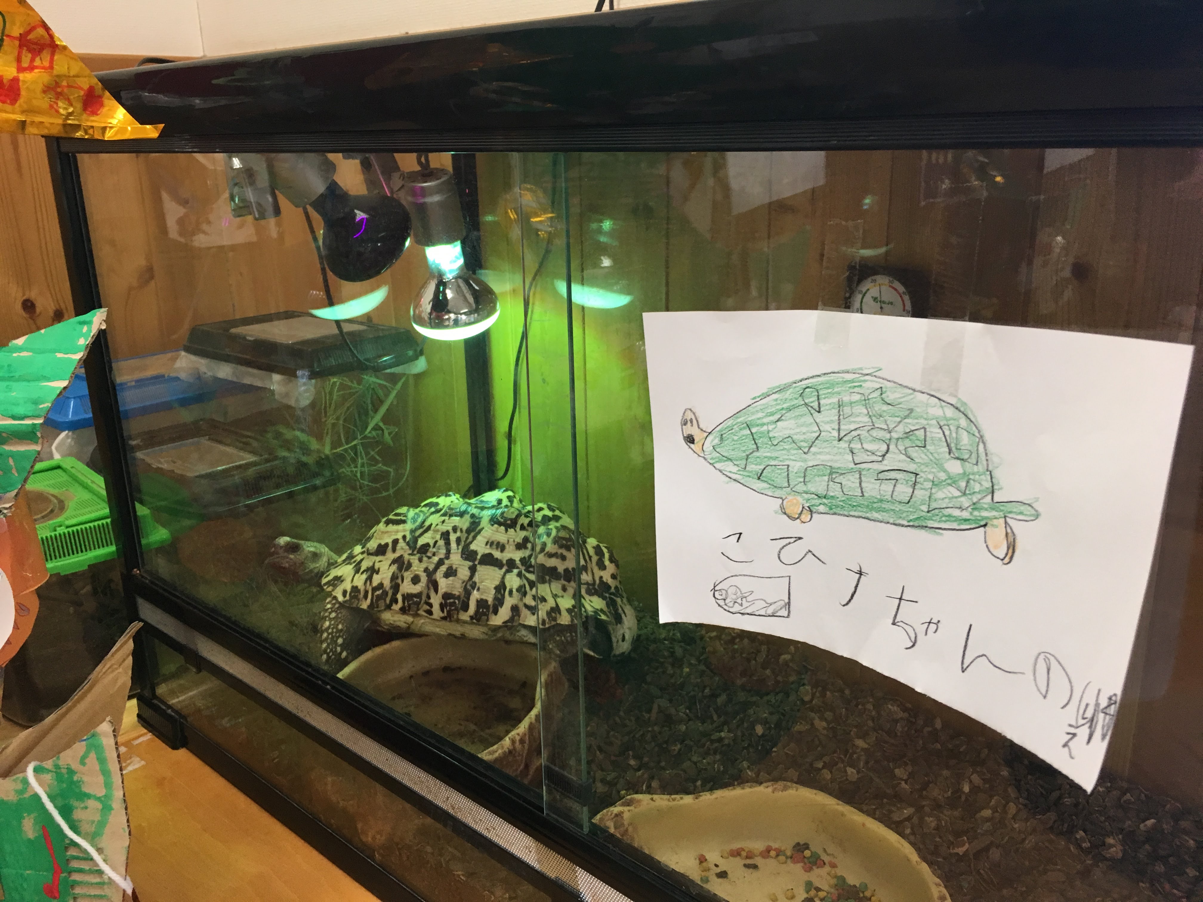 亀
